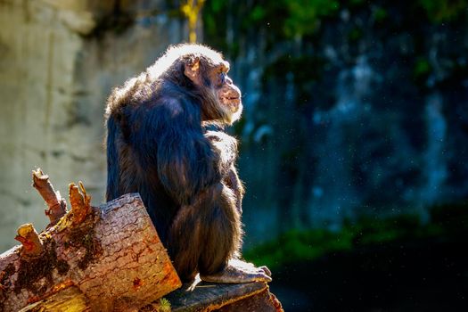 A really old chimpanzee sits under the sun.