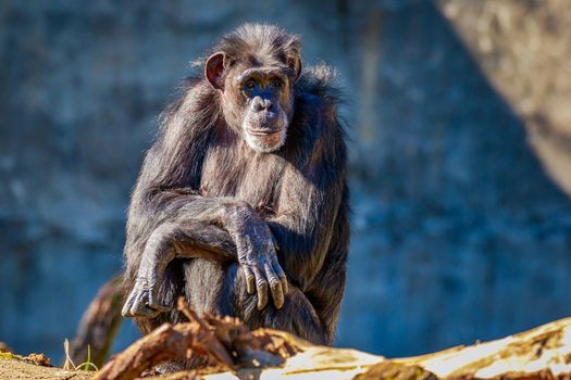 A really old chimpanzee sits under the sun.