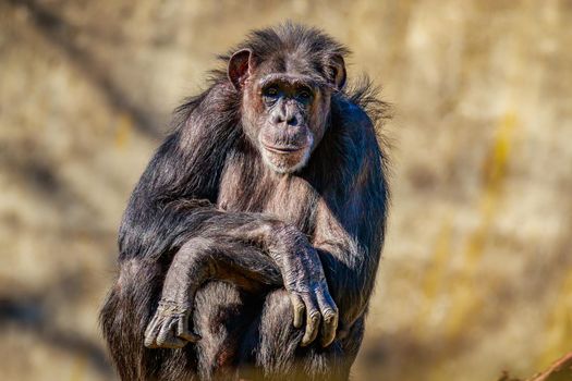 A really old chimpanzee sits under the sun.