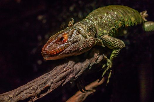 A northern caiman lizard climbs on a tree branch.