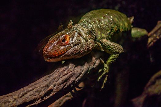 A northern caiman lizard climbs on a tree branch.