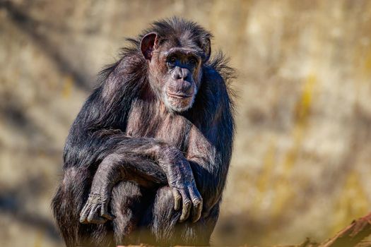 A really old chimpanzee sits under the sun.