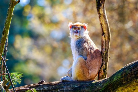 A Patas Monkey sits on the tree branch.