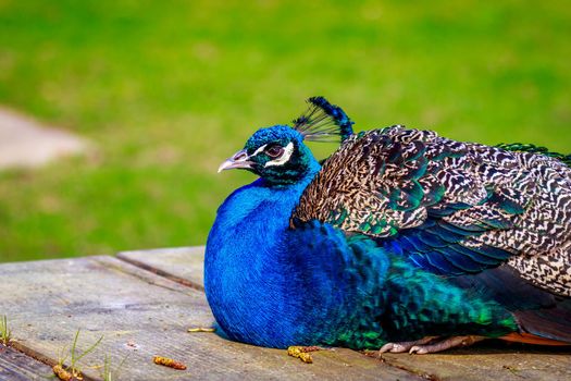 A blue indian peacock perches on a wooden picnic table.