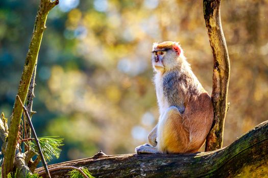 A Patas Monkey sits on the tree branch.