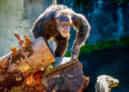 A really old chimpanzee climbs around under the sun.