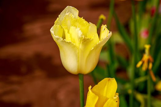 Colorful tulip flowers bloom in the spring field.