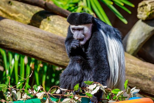 Colobus monkey with black and white fur.