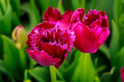 Colorful tulip flowers bloom in the spring field.