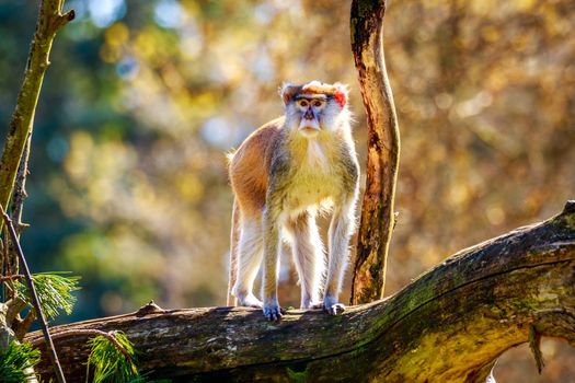 A Patas Monkey climbs on the tree branch.