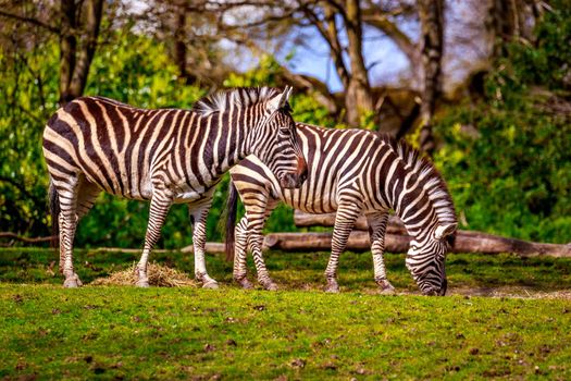 Two common zebras feed on dry grass.