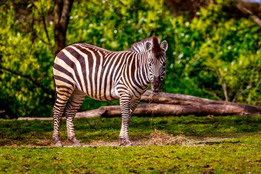 A common zebra feeds on dry grass.