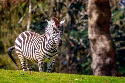 A common zebra stands on the meadow.