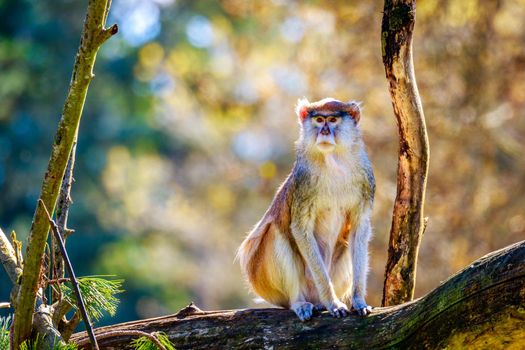 A Patas Monkey sits on the tree branch.