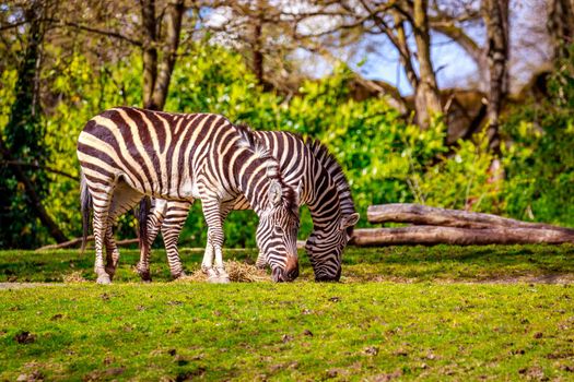 Two common zebras feed on dry grass.