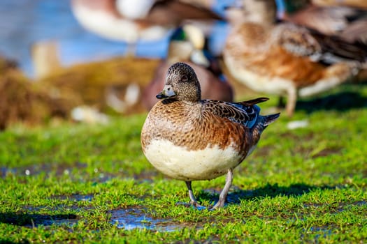 A female american wigeon stands by the lake, with a group of wigeons in the background.