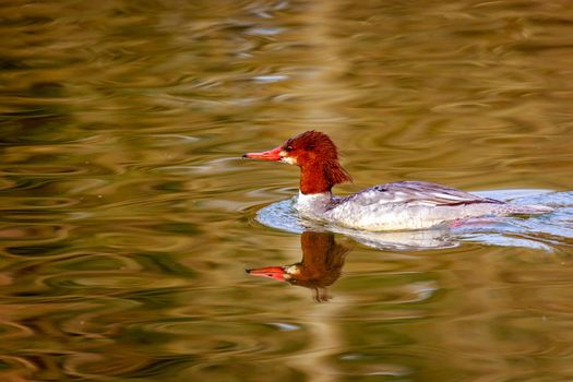 A female common merganser swims in the lake, with reflection in the water.