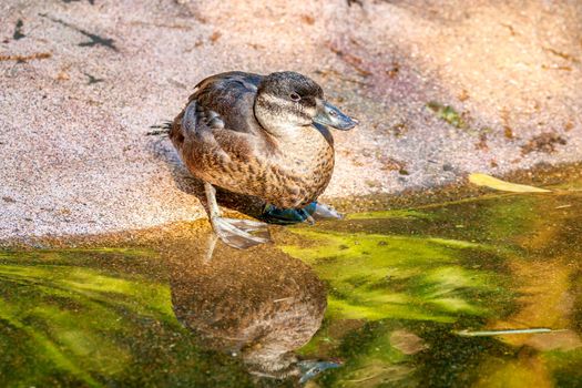 A Female Maccoa Duck stands by the pond, with reflection in water.