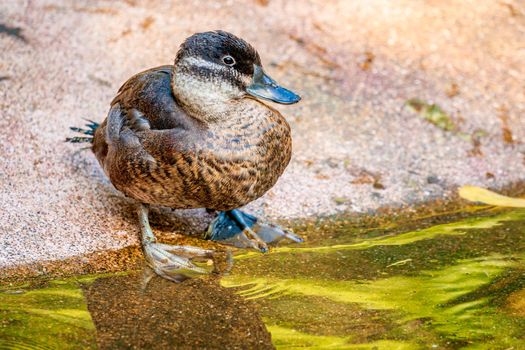 A Female Maccoa Duck stands by the pond, with reflection in water.