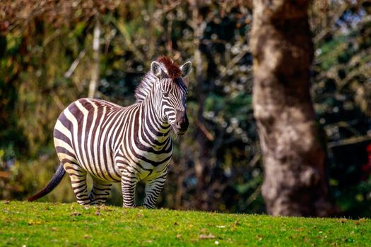 A common zebra stands on the meadow.