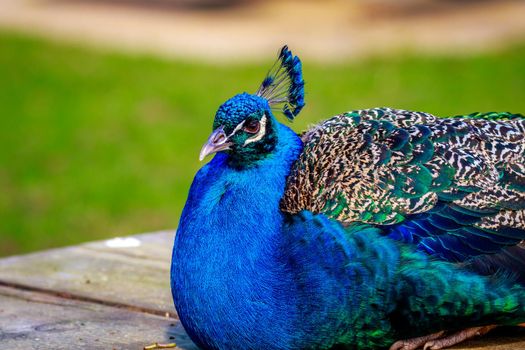 A blue indian peacock perches on a wooden picnic table.