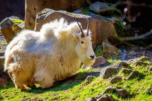 Rocky mountain goat roams and rests on the mountain slope.