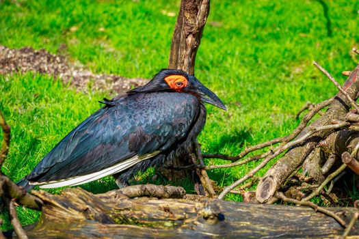 A Southern Ground Hornbill perches on the ground.