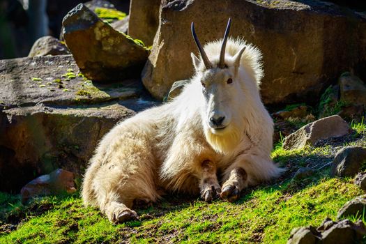 Rocky mountain goat roams and rests on the mountain slope.