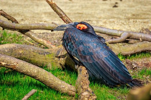 A Southern Ground Hornbill perches on the ground.