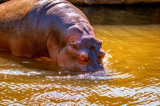 A Hippopotamus wades in water, with mouth submerges in water.