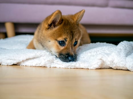 Portrait of cute Shiba Inu small dog, puppy, Close up. Dogecoin. Red-haired Japanese dog smile portrait. Illuminating color, cryptocurrency, electronic money. High quality photo