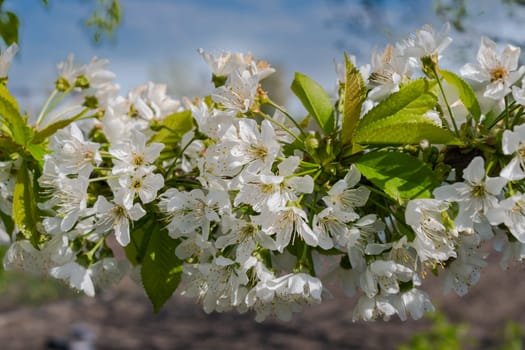 Cherry tree branch in blur background. Small green leaves and white flowers of sweet cherry blossoms. Selective focus