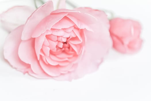 Pale pink rose flower isolated on white background. Soft focus. Macro flowers backdrop for holiday brand design