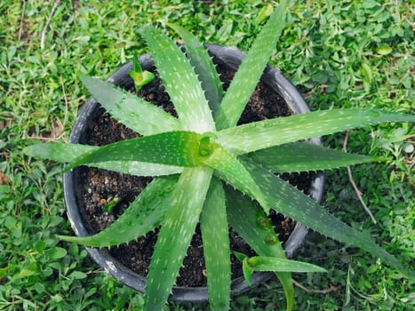 Aloe Vera in a pot in the foreground on a green background. Top view