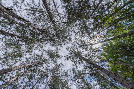 forest with a view from the bottom of the tree canopy, a photograph showcases the peaceful and calming atmosphere of a forest, inviting viewers to immerse themselves in natur