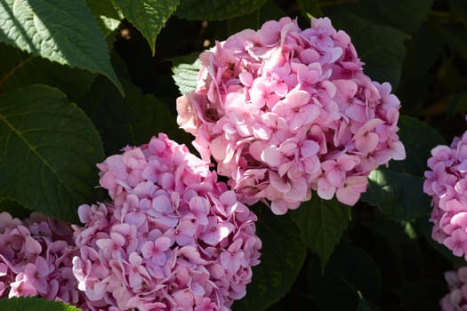Close-up photo of a pink hydrangea flower. Landscaping of parks, squares, haciendas.