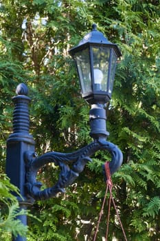 Black lamppost against the background of green coniferous plants. Lighting in the park and in the garden. Decoration of garden plots.