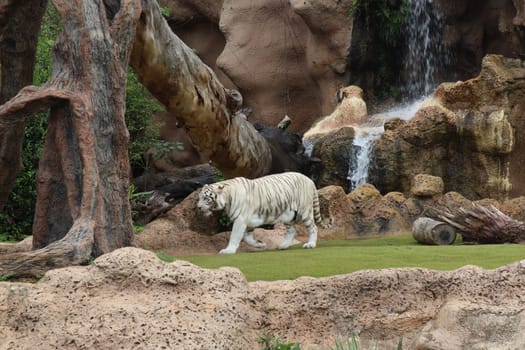 Tenerife, SPAIN White tiger at Loro Park, Loro Parque, Tenerife, Canary Islands, Spain