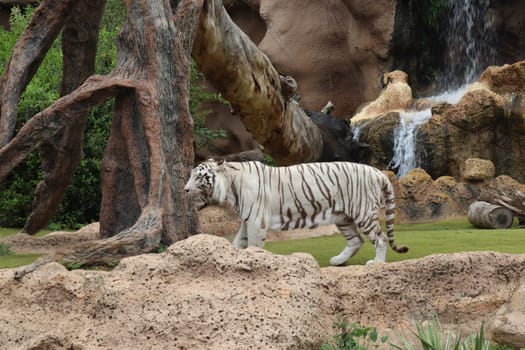 Tenerife, SPAIN White tiger at Loro Park, Loro Parque, Tenerife, Canary Islands, Spain