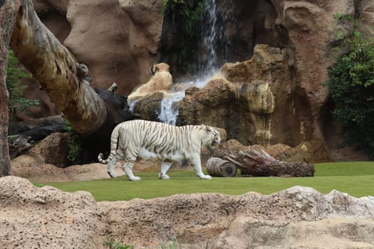 Tenerife, SPAIN White tiger at Loro Park, Loro Parque, Tenerife, Canary Islands, Spain