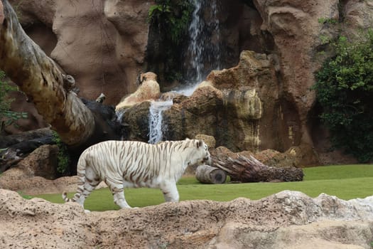 Tenerife, SPAIN White tiger at Loro Park, Loro Parque, Tenerife, Canary Islands, Spain