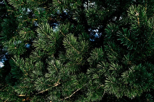 a widespread coniferous tree which has a distinctive conical shape and hanging cones,