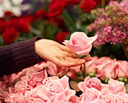 Garden, nature and hand with a floral pink rose for valentines day, romance or anniversary. Gardening, spring and closeup of a woman buying a bouquet of natural flowers or roses at a plant store