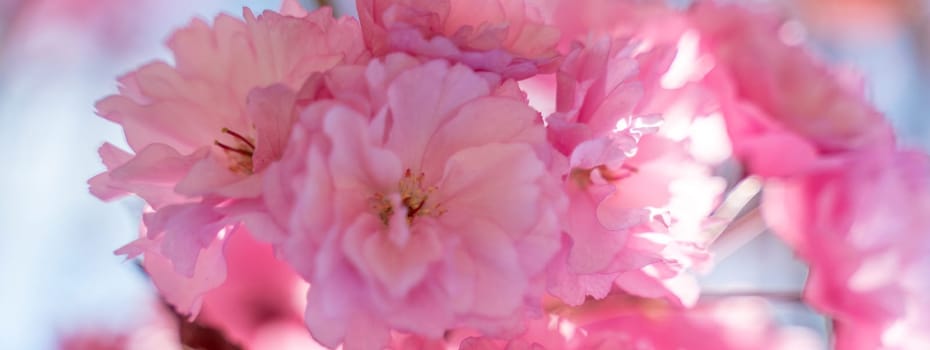 Double cherry blossoms in full bloom. A tree branch with flowers against a blue sky and the sun shines through the flowers