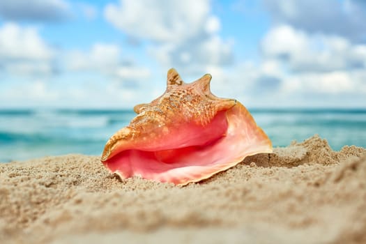 Conch Sea Shell in sand