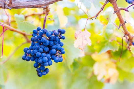 Grape vines with well grown fruit near to harvest near Penola in the Coonawarra wine region in South Australia, Australia