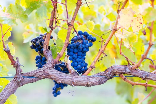Grape vines with well grown fruit near to harvest near Penola in the Coonawarra wine region in South Australia, Australia
