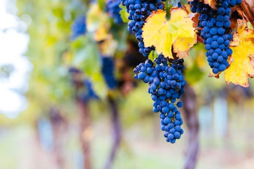 Grape vines with well grown fruit near to harvest near Penola in the Coonawarra wine region in South Australia, Australia