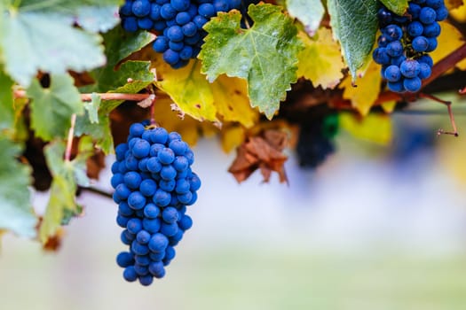 Grape vines with well grown fruit near to harvest near Penola in the Coonawarra wine region in South Australia, Australia
