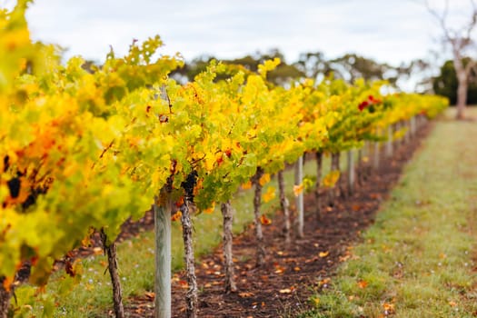 Grape vines with well grown fruit near to harvest near Penola in the Coonawarra wine region in South Australia, Australia
